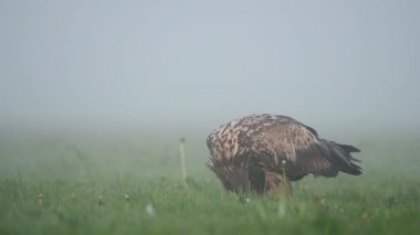 Beyaz kuyruklu kartal (Haliaeetus albicilla) yakınlaş