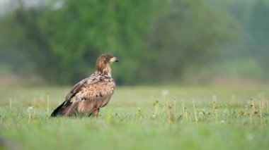 Beyaz kuyruklu kartal (Haliaeetus albicilla) yakınlaş