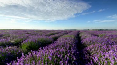 Mavi gökyüzü arkaplanı üzerinde lavanta alanı