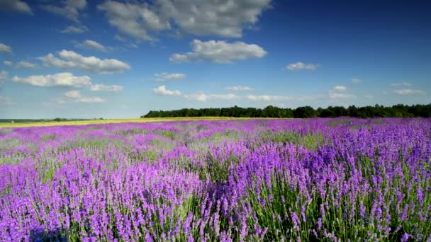 Campo Lavanda Sobre Fondo Azul Cielo — Vídeos de Stock