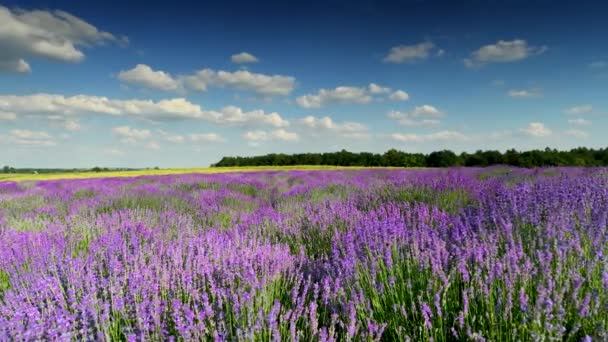 Campo Lavanda Sobre Fondo Azul Cielo — Vídeos de Stock