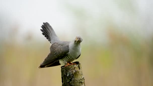 一般的なカッコウの鳥を閉じます — ストック動画