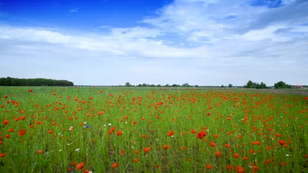 Beautiful Poppy Field Sunrise Aerial Footage — Stock Video