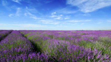 Mavi gökyüzü arkaplanı üzerinde lavanta alanı