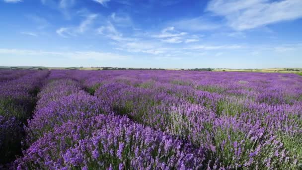 Lavender Field Blue Sky Background — Stock Video