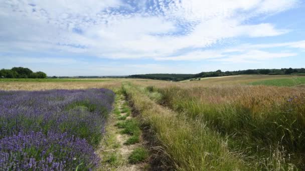 Campo Lavanda Sfondo Cielo Blu — Video Stock