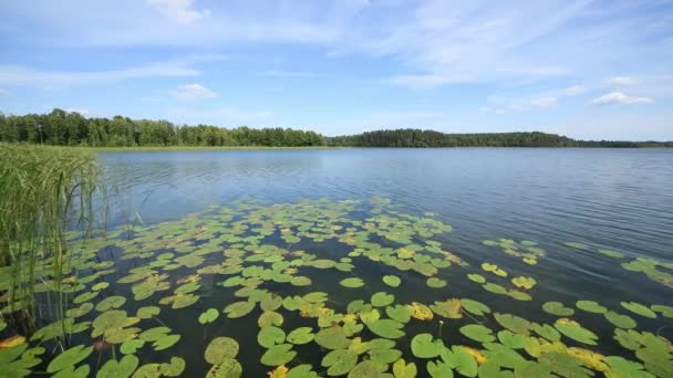 Hermoso Paisaje Lago Durante Verano — Vídeos de Stock