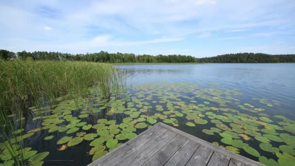 Beau Paysage Lac Pendant Été — Video