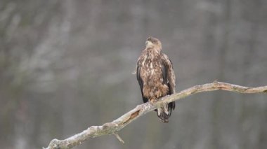 Yaygın akbaba (Buteo buteo) kapat