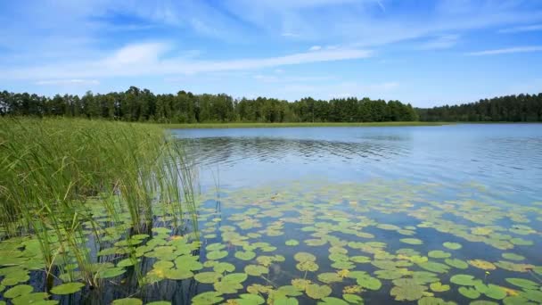 Prachtig Landschap Van Het Meer Tijdens Zomer — Stockvideo