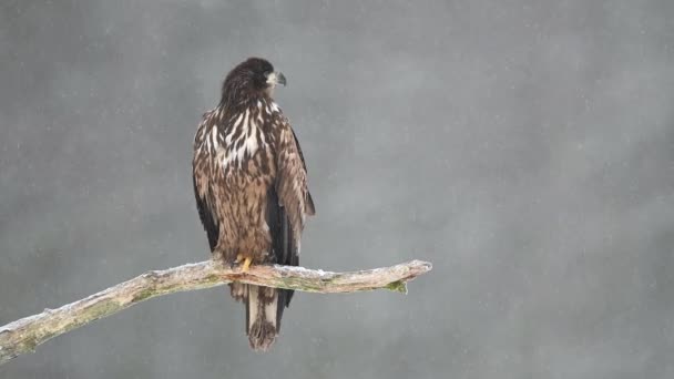 Águila Cola Blanca Haliaeetus Albicilla Cerca — Vídeo de stock