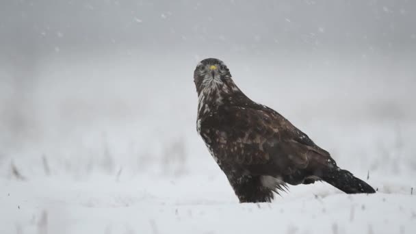 Buitre Común Buteo Buteo Cerca — Vídeo de stock