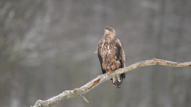 Poiana Comune Buteo Buteo Primo Piano — Video Stock