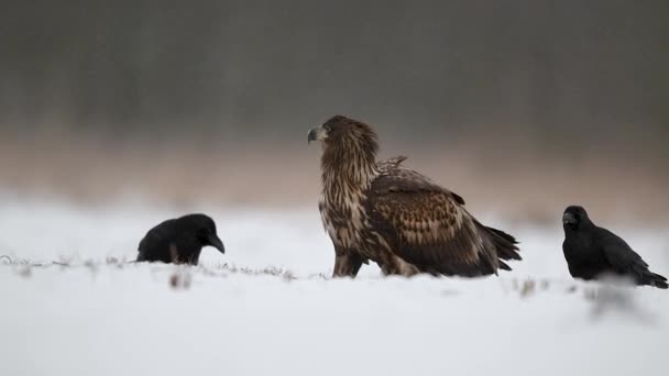 Águia Cauda Branca Haliaeetus Albicilla Perto — Vídeo de Stock