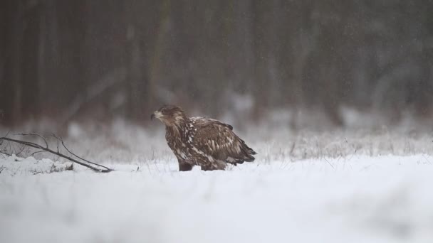 Seeadler Haliaeetus Albicilla Aus Nächster Nähe — Stockvideo