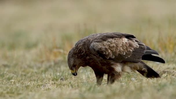 Buizerd Buteo Buteo Close — Stockvideo