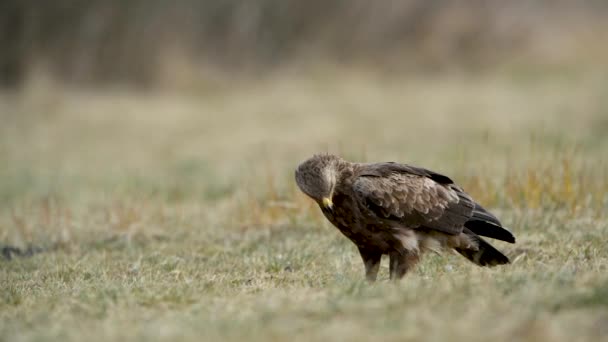 Vanlig Vråk Buteo Buteo Närbild — Stockvideo