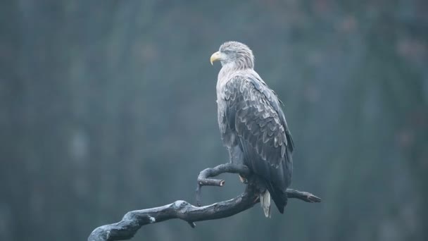 Buitre Común Buteo Buteo Cerca — Vídeos de Stock