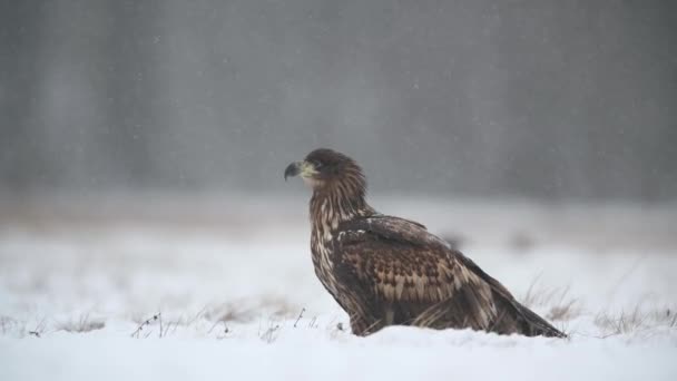 Белохвостый Орел Haliaeetus Albicilla Крупным Планом — стоковое видео