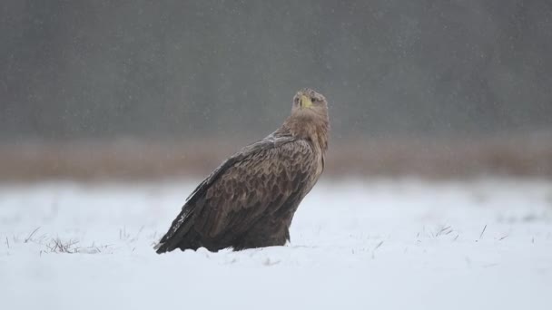 Белохвостый Орел Haliaeetus Albicilla Крупным Планом — стоковое видео