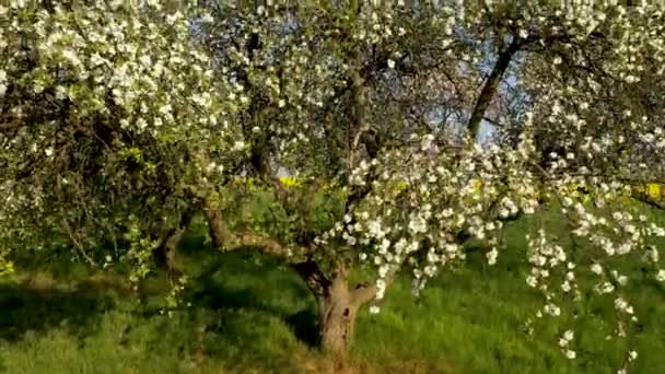 Meyve Bahçesinde Bahar Günü — Stok video