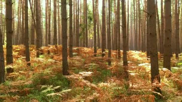 Belle Lumière Soleil Dans Forêt Verte — Video