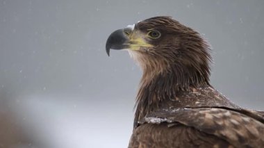 Beyaz kuyruklu kartal (Haliaeetus albicilla) yakınlaş