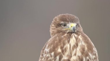 Kış manzarasında kaba bacaklı akbaba (Buteo lagopus)