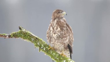Kış manzarasında kaba bacaklı akbaba (Buteo lagopus)