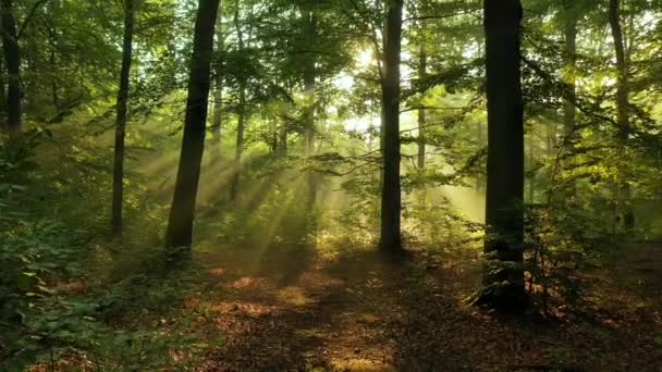 Hermosa Luz Del Sol Bosque Verde — Vídeos de Stock