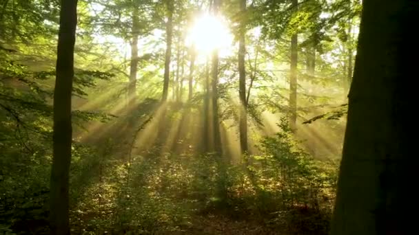 Belle Lumière Soleil Dans Forêt Verte — Video