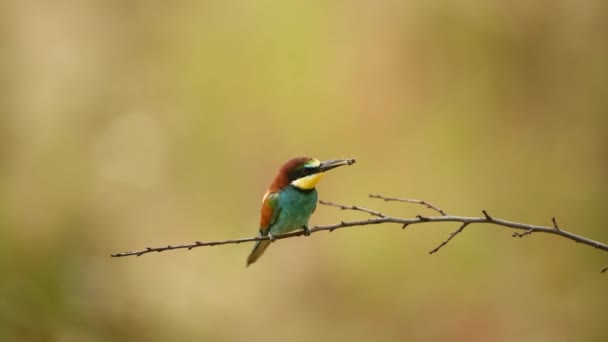 Europäische Bienenfresser Merops Apiaster — Stockvideo