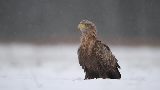 White Tailed Eagle Haliaeetus Albicilla Close — Stock Video