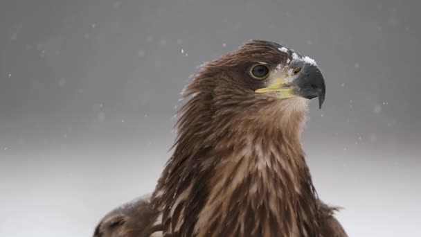 Águila Cola Blanca Haliaeetus Albicilla Cerca — Vídeos de Stock