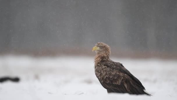 Vulturul Coadă Albă Haliaeetus Albicilla Aproape — Videoclip de stoc