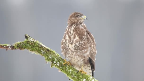 Όρνιθες Άγρια Πόδια Buteo Lagopus Χειμερινό Τοπίο — Αρχείο Βίντεο