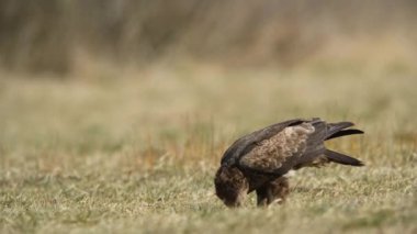 Beyaz kuyruklu kartal (Haliaeetus albicilla) yakınlaş