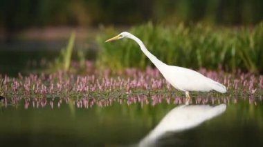 Büyük beyaz balıkçıl (Egretta alba)