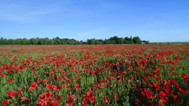 Güneş doğarken güzel haşhaş tarlası - hava görüntüleri