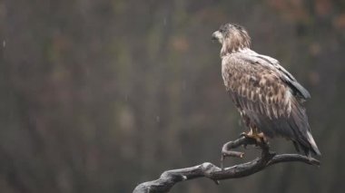 Beyaz kuyruklu kartal (Haliaeetus albicilla) yakınlaş