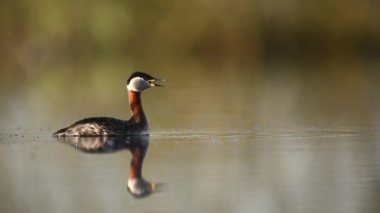 Kırmızı boyunlu grebe (Podiceps grisegena )