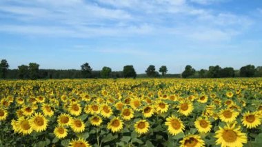 Ayçiçeği tarlasında güzel bir yaz günü 