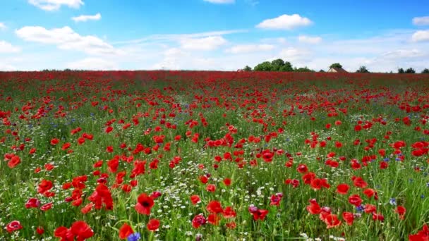 Bellissimo Campo Papaveri Durante Alba Riprese Aeree — Video Stock