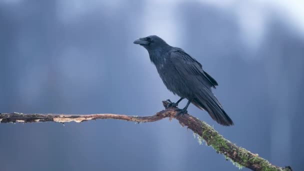 Raven Corvus Corax Close — Stock Video