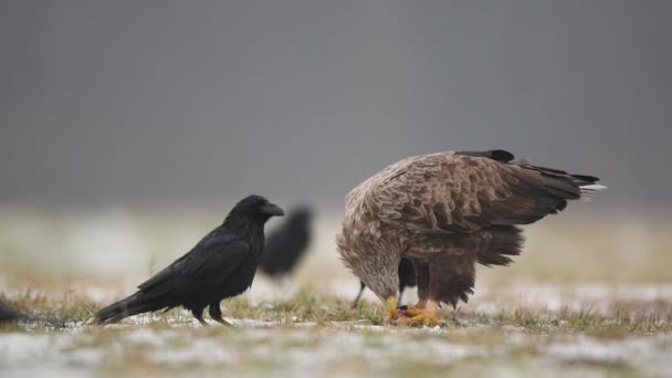 Águia Cauda Branca Haliaeetus Albicilla Perto — Vídeo de Stock