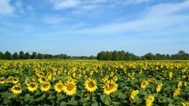 Vacker Sommardag Över Solrosor Fält — Stockvideo