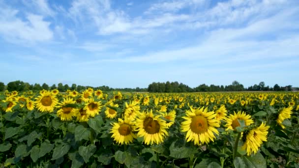 Vacker Sommardag Över Solrosor Fält — Stockvideo