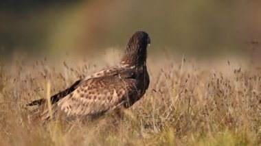 Beyaz kuyruklu kartal (Haliaeetus albicilla) yakınlaş