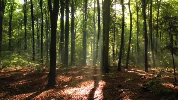 Όμορφο Φως Του Ήλιου Στο Καταπράσινο Δάσος — Αρχείο Βίντεο