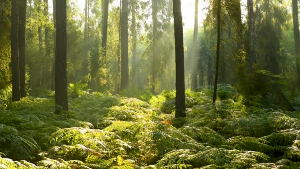 Beautiful Sunlight Green Forest — Stock Video